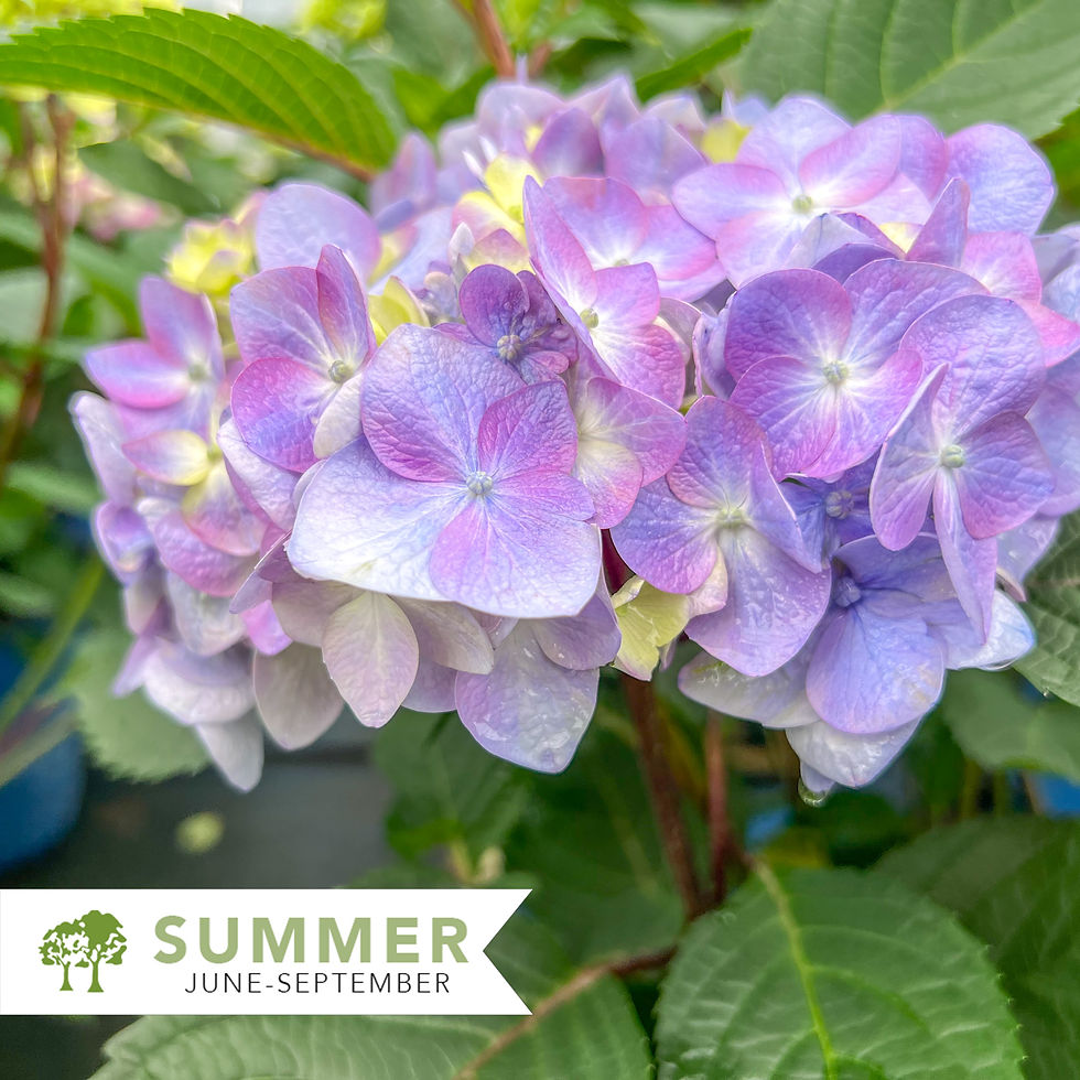 Thumbnail: BloomStruck® Hydrangea - Hydrangea macrophylla 'Bloomstruck'