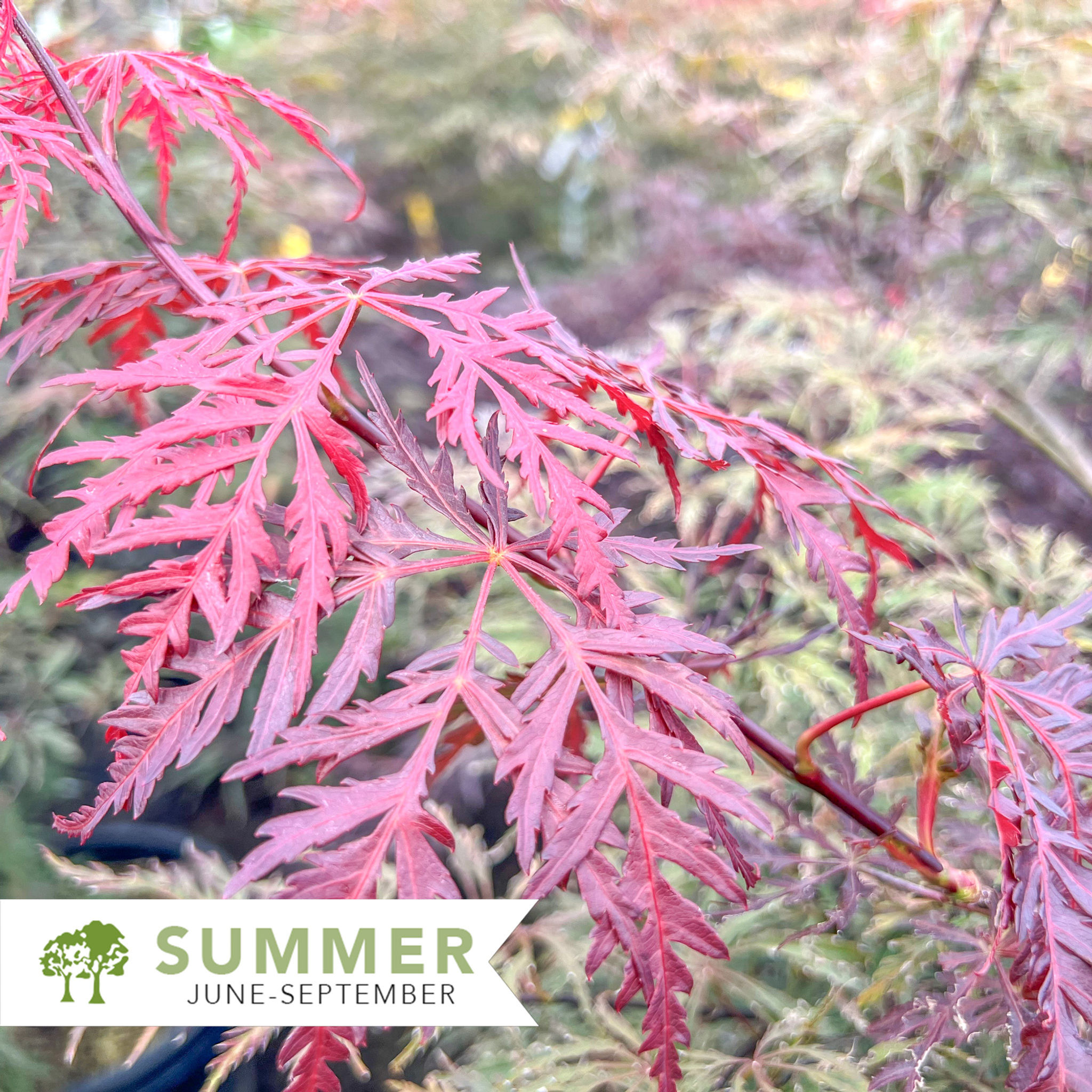 Inaba Shidare Japanese Maple - Acer palmatum dissectum 'Inaba Shidare'