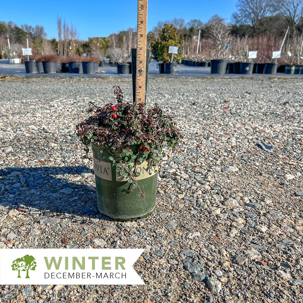 Thumbnail: Streibs Findling Cotoneaster - Cotoneaster dammeri 'Streibs Findling'