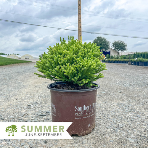 Dragon Prince™ Cryptomeria - Cryptomeria japonica 'Spg-3-014