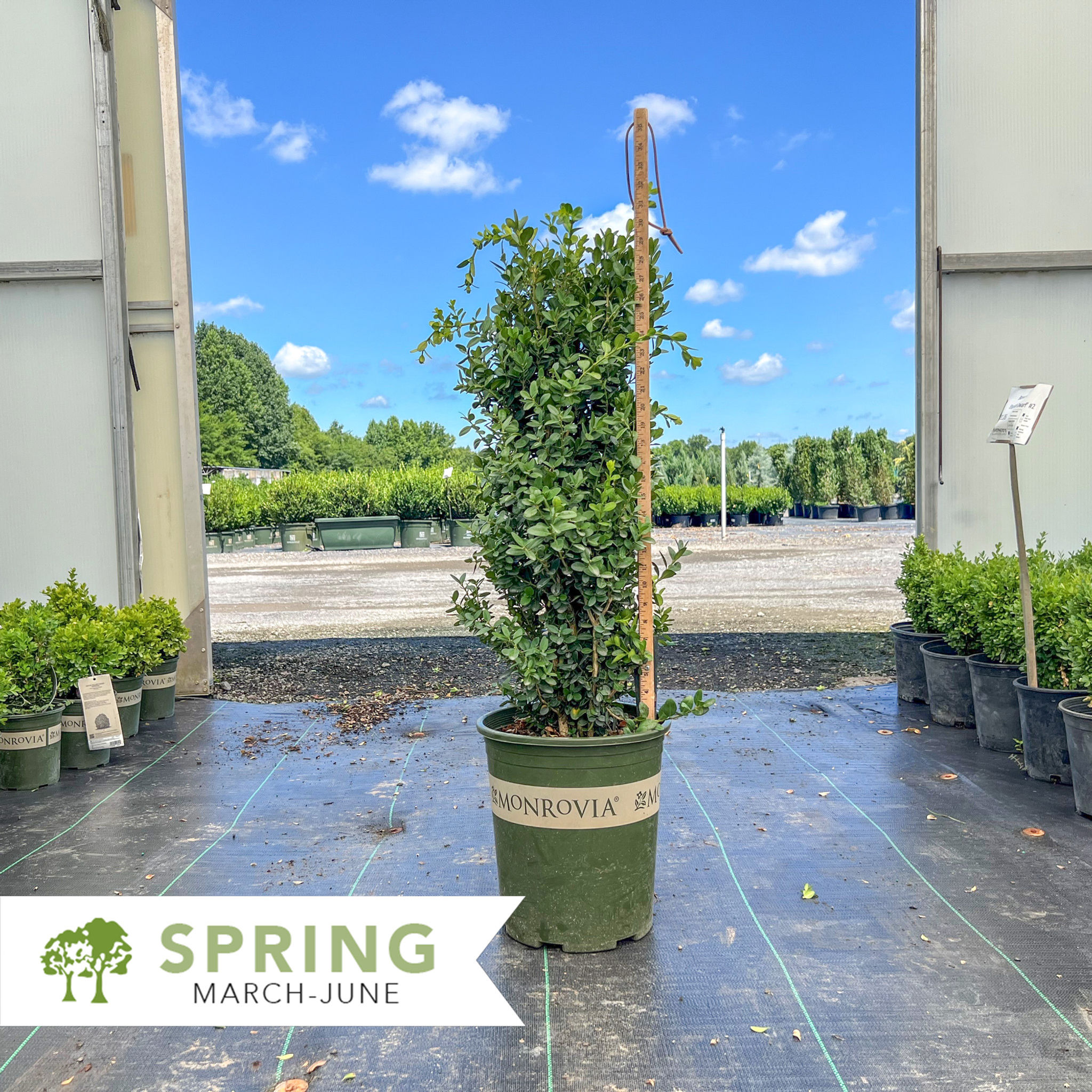 Green Tower® Boxwood - Buxus sempervirens 'Monrue'