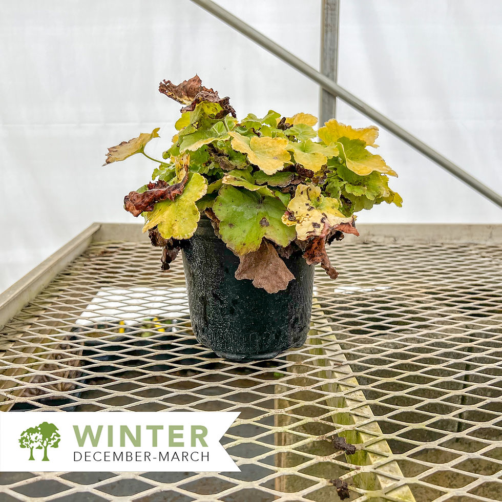 Thumbnail: Citronelle Coral Bells - Heuchera x 'Citronelle'