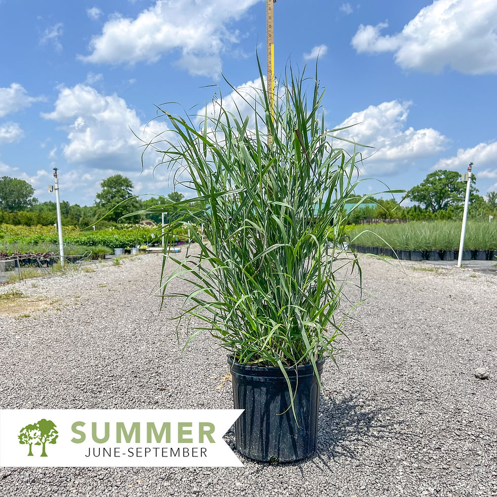 Thumbnail: Heavy Metal Blue Switch Grass - Panicum virgatum 'Heavy Metal'