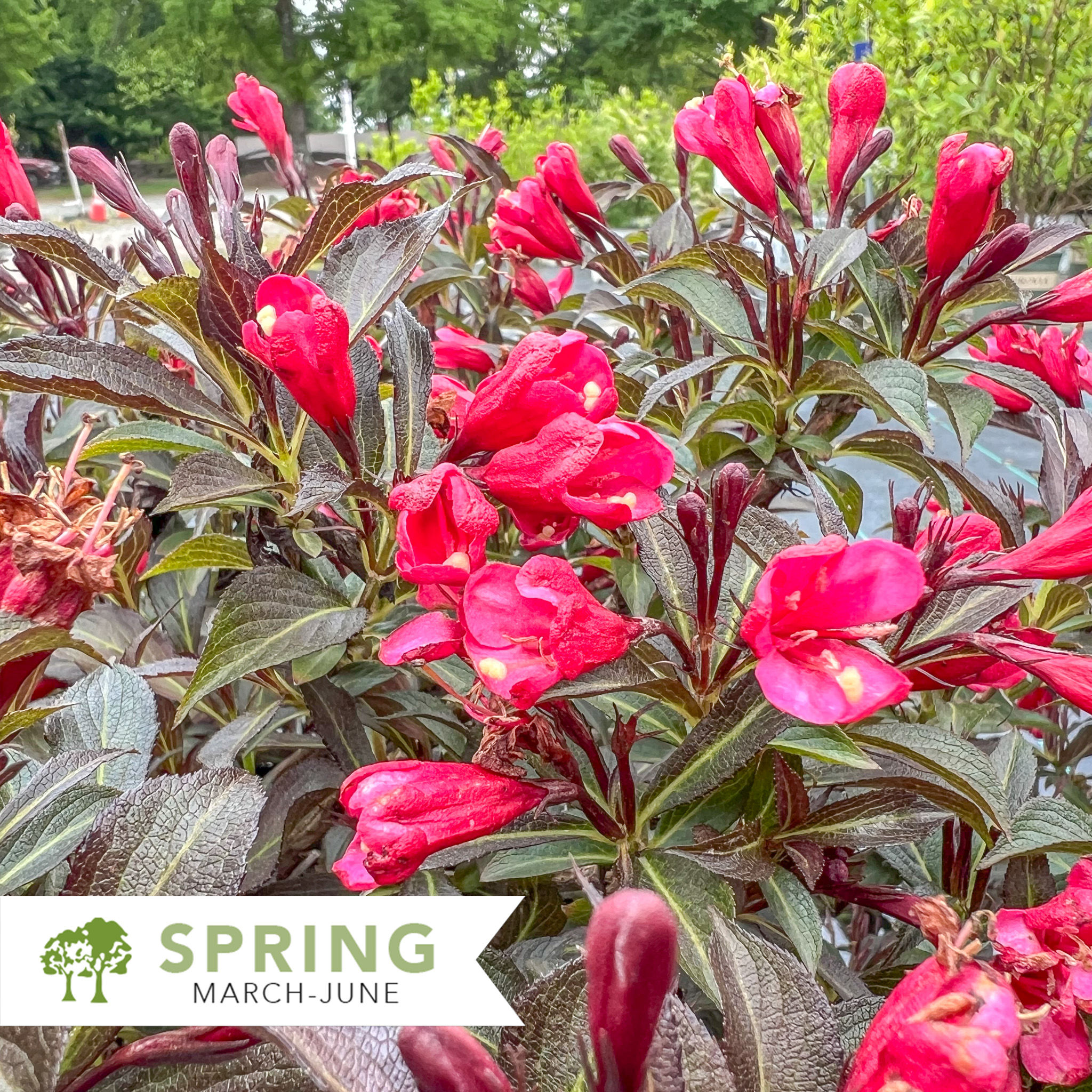 Electric Love® Weigela - Weigela x ‘ZR1’