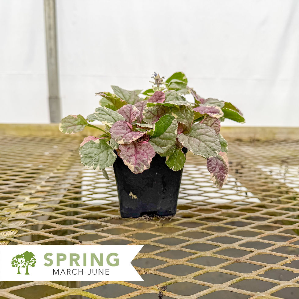 Thumbnail: Burgundy Glow Bugleweed - Ajuga reptans 'Burgundy Glow'