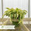 Thumbnail: Wide Brim Hosta - Hosta x 'Wide Brim'