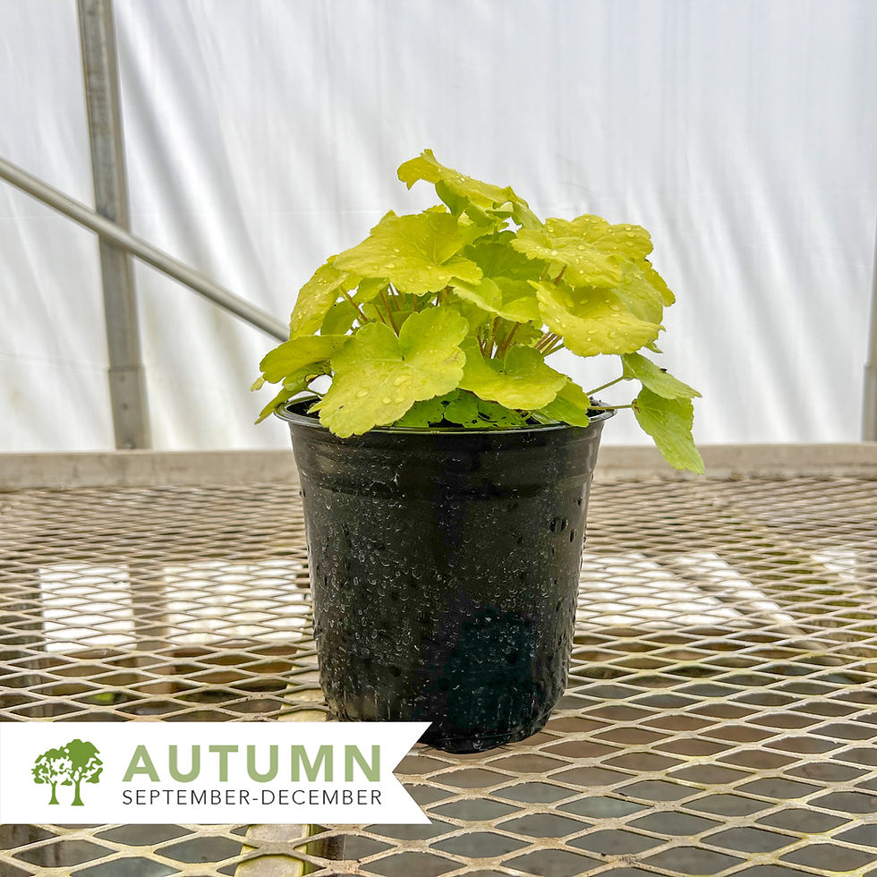 Thumbnail: Citronelle Coral Bells - Heuchera x 'Citronelle'