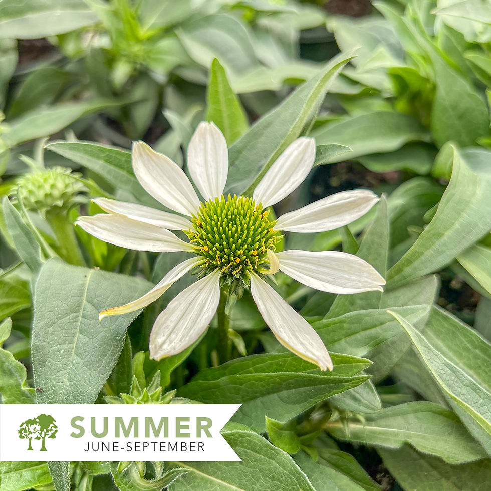 Thumbnail: Kismet® White Coneflower – Echinacea hybrid 'TNECHKW'