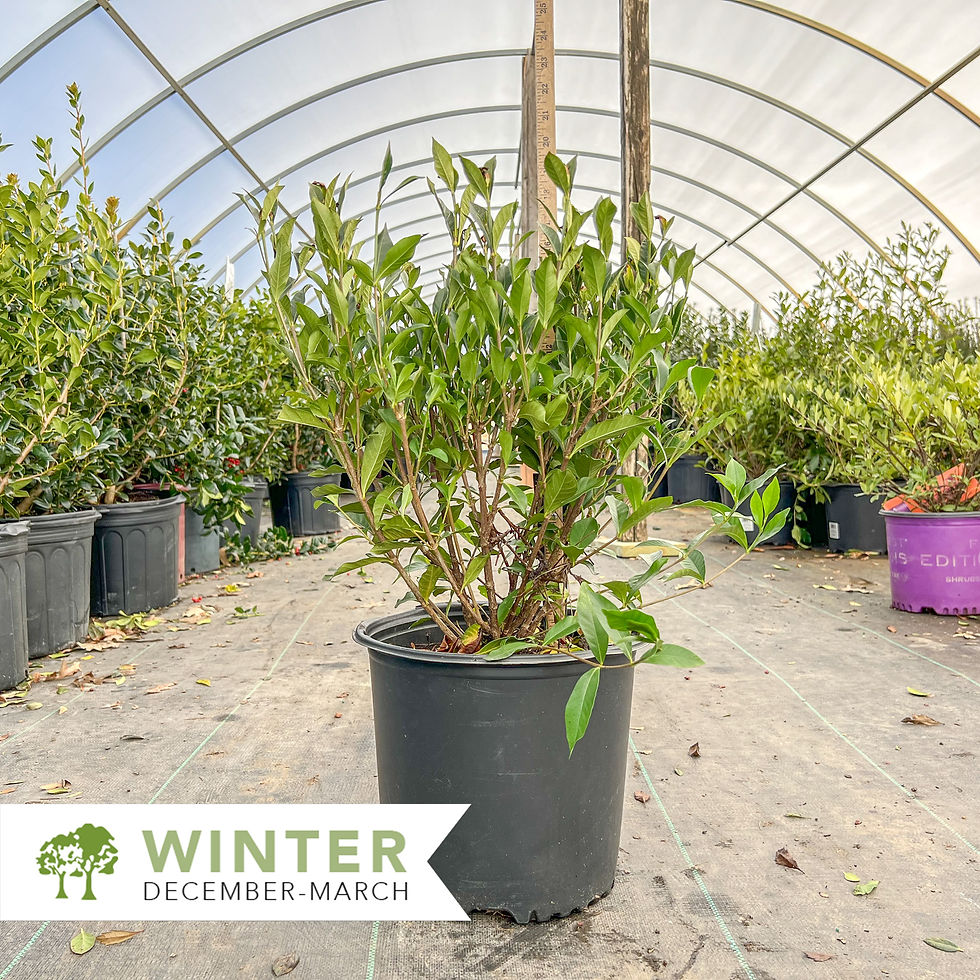 Thumbnail: August Beauty Gardenia - Gardenia jasminoides 'August Beauty'