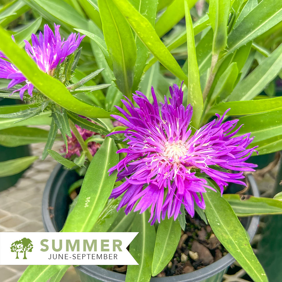Thumbnail: Stokes Aster - Stokesia laevis 'Honeysong Purple'