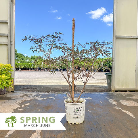 Black Lace Elderberry  Sambucus nigra 'Eva' | Shepherdssupply