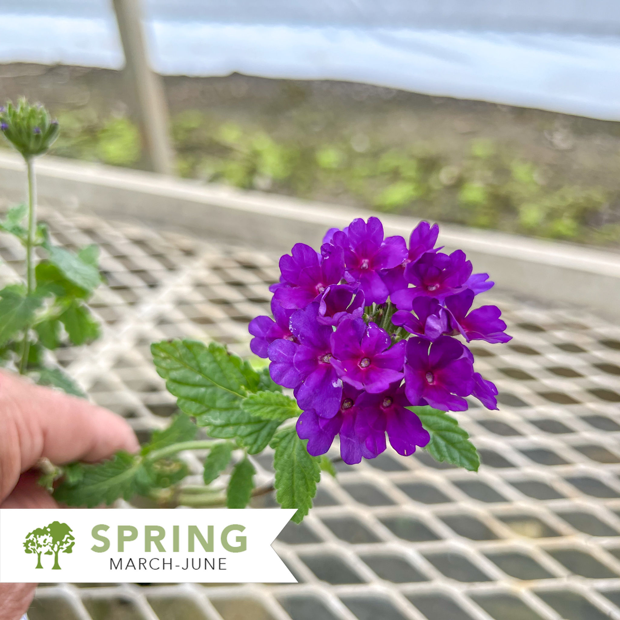 EnduraScape™ Dark Purple Verbena – Verbena x 'Balendakle'