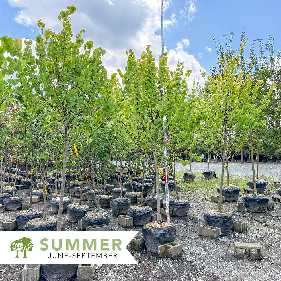 Thumbnail: Rise 'n Shine™ Redbud – Cercis canadensis 'JN15'