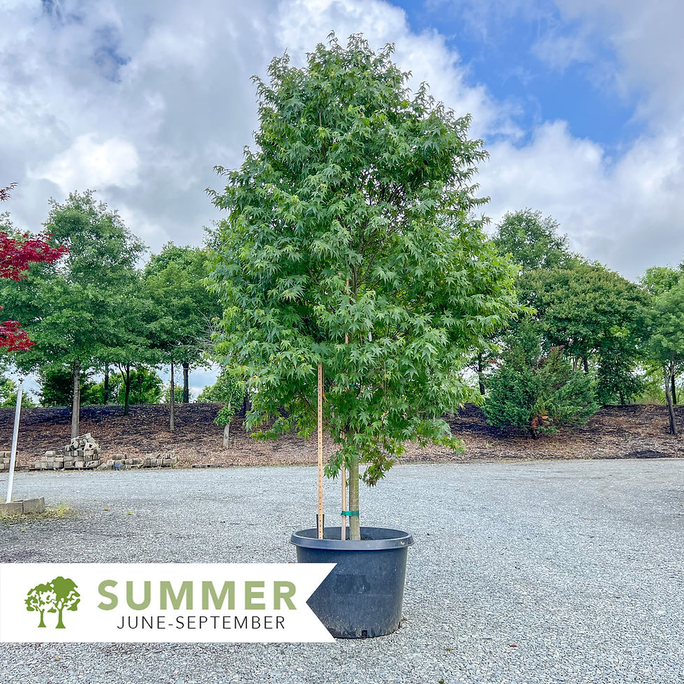 Thumbnail: Greenleaf Japanese Maple - Acer palmatum