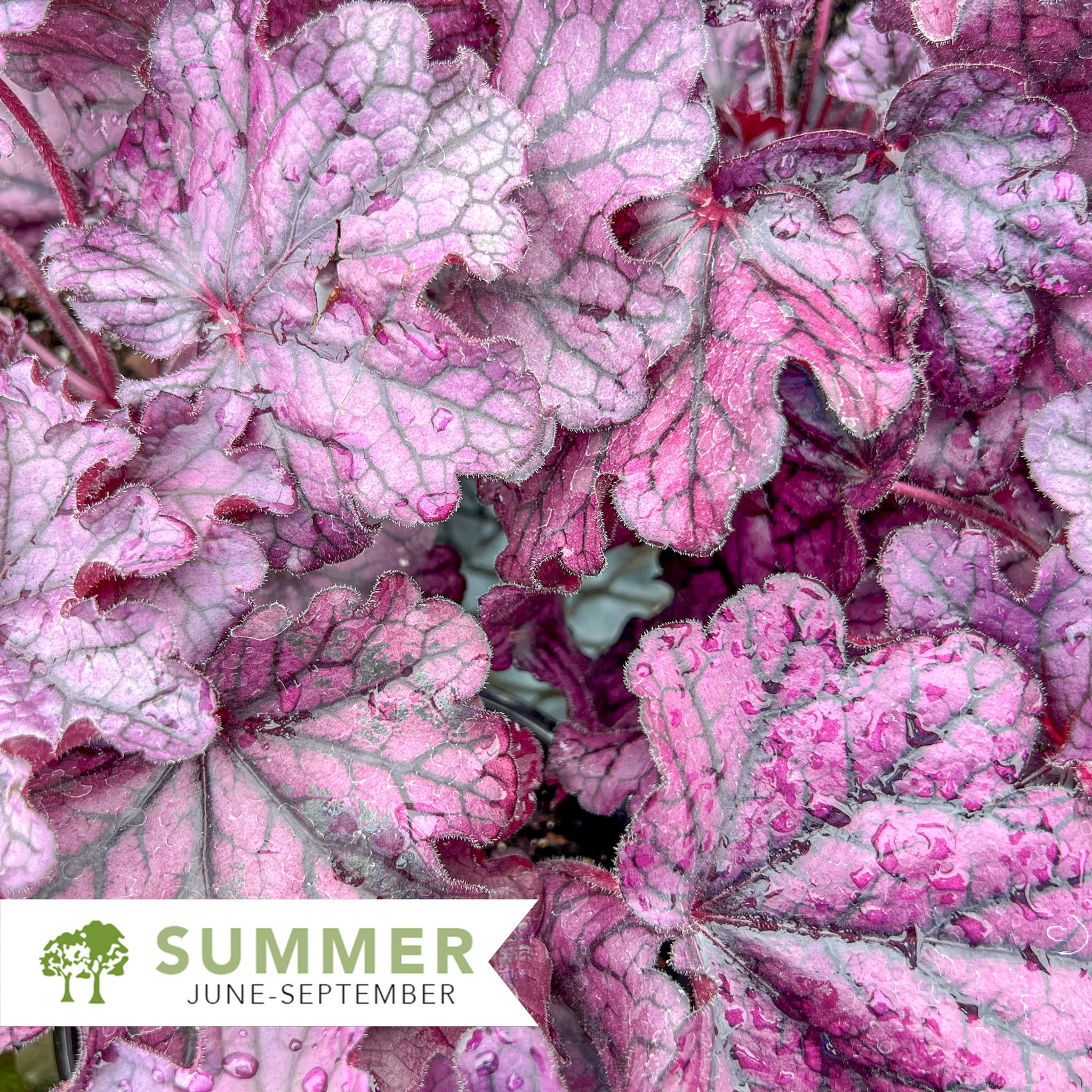 Forever® Purple Coral Bells – Heuchera 'TNHEUFP'