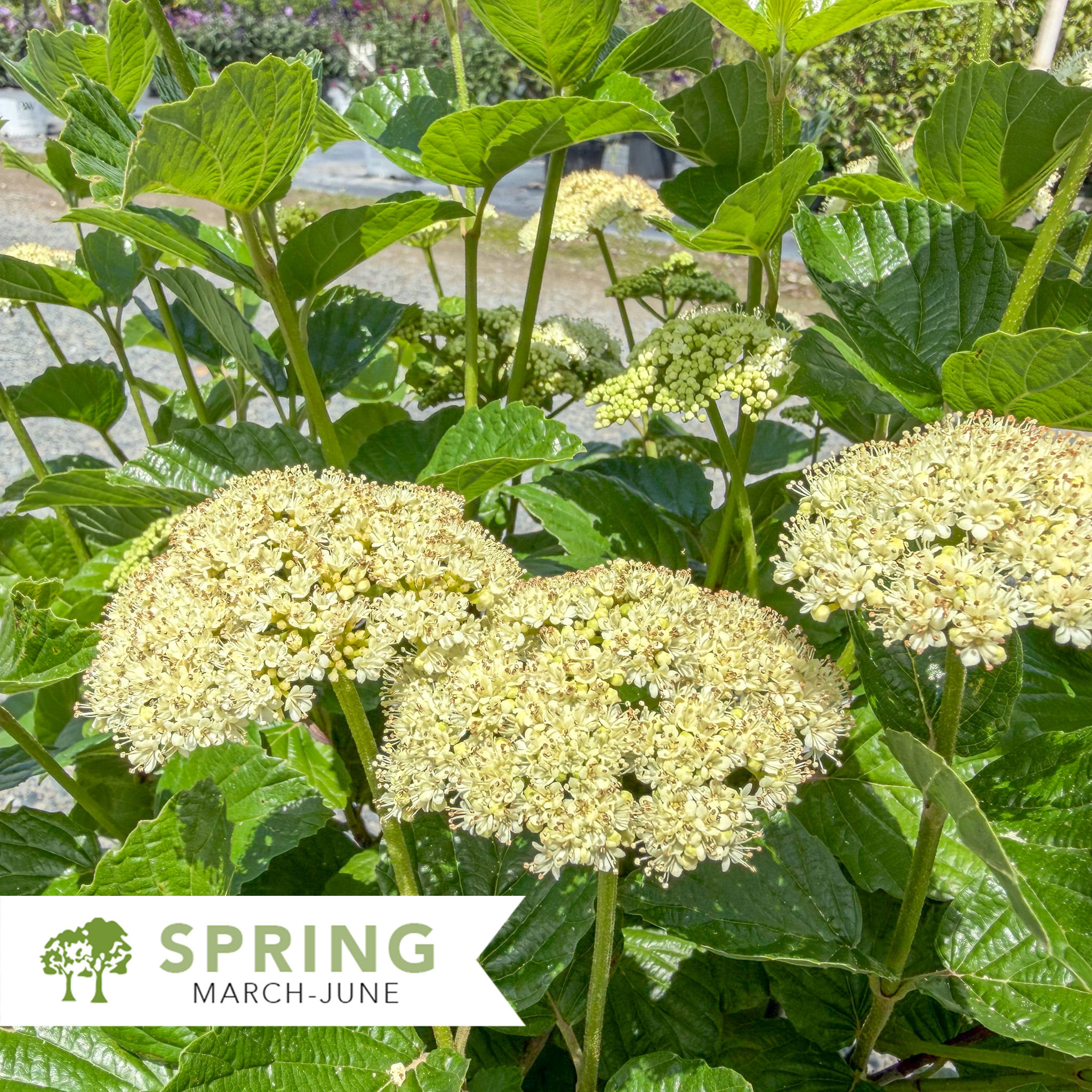 Sparkler® Arrowwood Viburnum - Viburnum dentaum 'SMVDE'