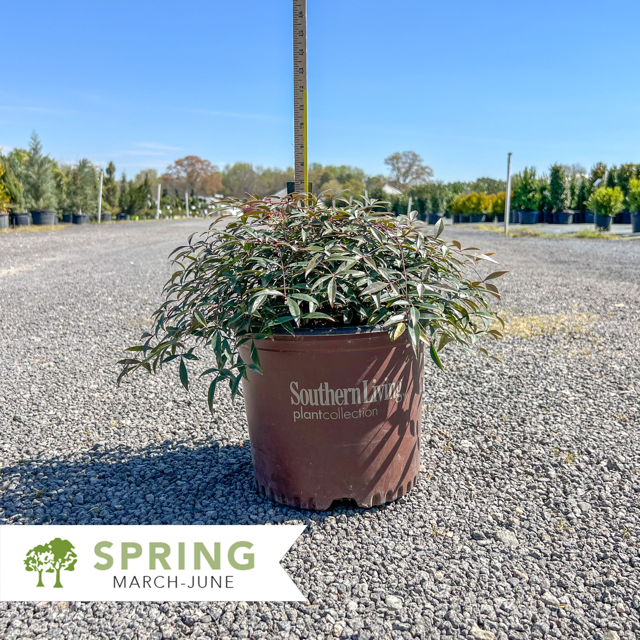 Flirt™ Nandina - Nandina domestica 'Murasaki'