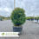 Thumbnail: Green Mountain Boxwood - Buxus x 'Green Mountain'