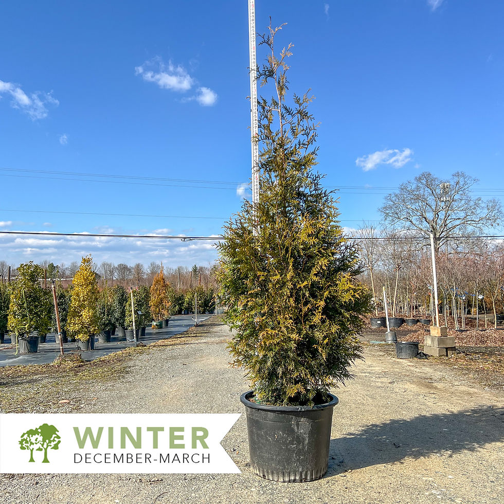 Thumbnail: Green Giant Arborvitae - Thuja plicata x standishii 'Green Giant'