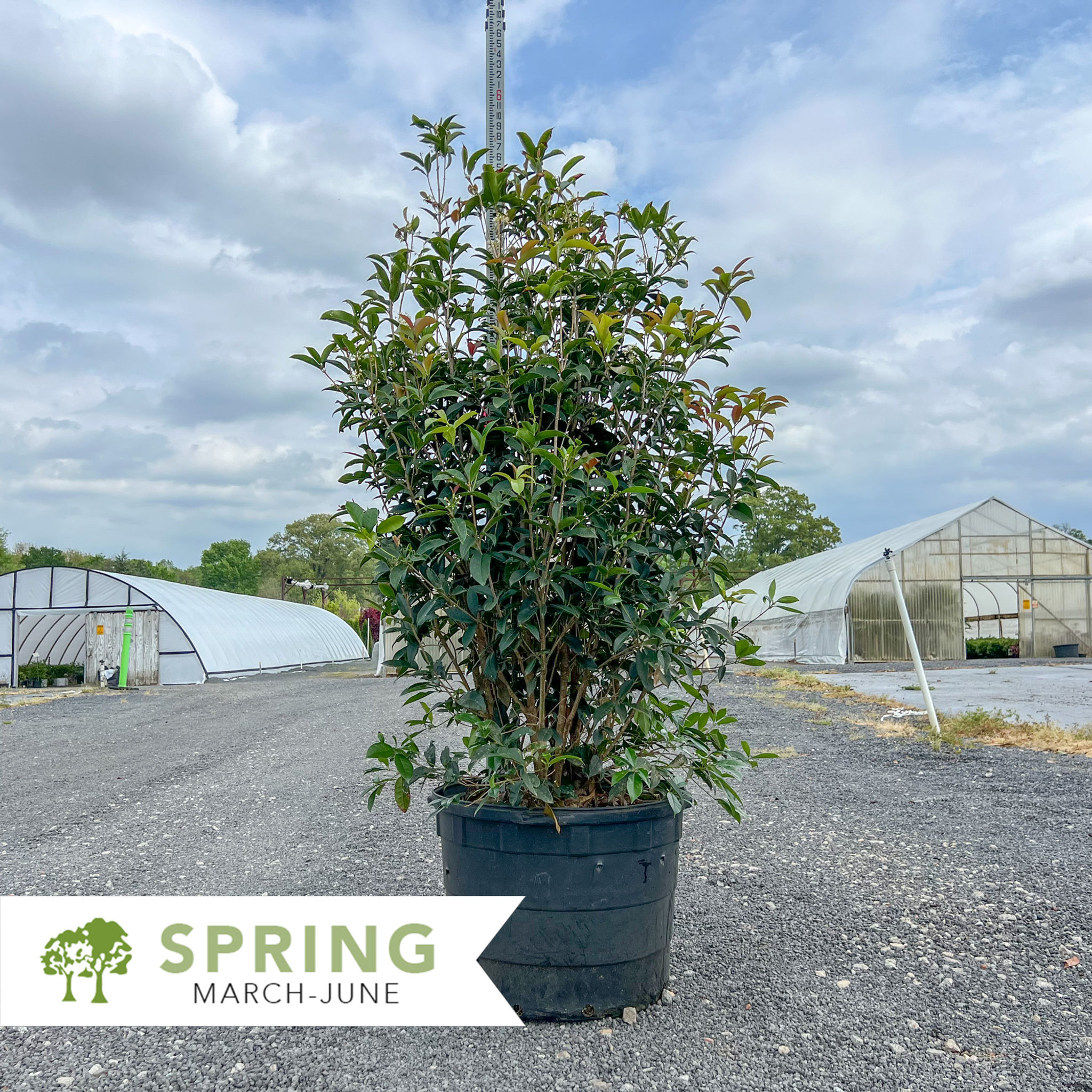 Sweet Olive - Osmanthus fragrans