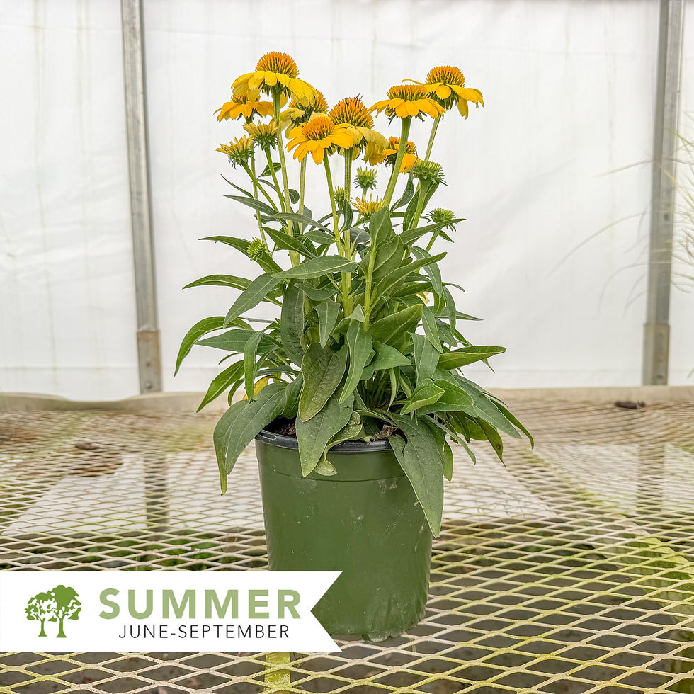 Thumbnail: Sombrero® Lemon Yellow Coneflower – Echinacea 'Balsomemy'