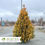Thumbnail: Ember Waves® Western Arborvitae - Thuja x 'MonPin'