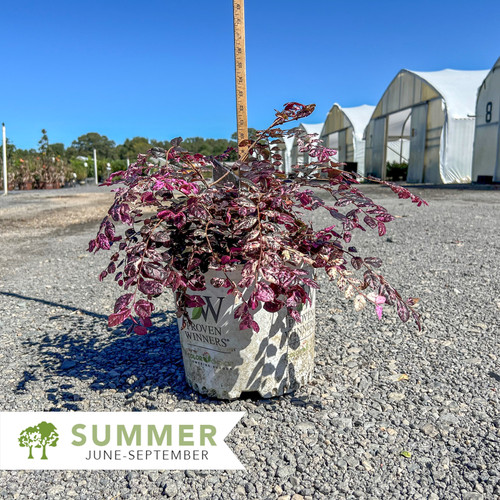 Jazz Hands Variegated® Loropetalum - Loropetalum chinense 'Irodori