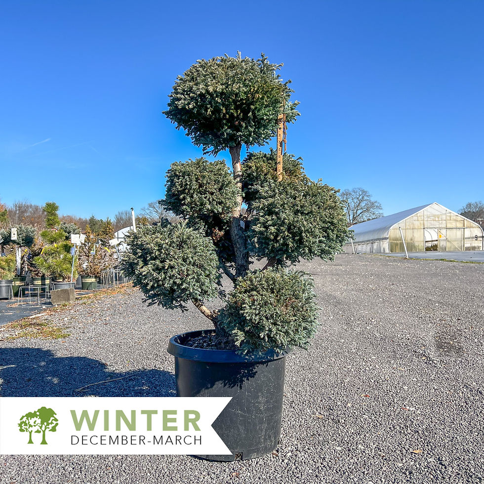 Thumbnail: Boulevard Cypress Pom Pom Topiary – Chamaecyparis pisifera 'Cyano-virdis'