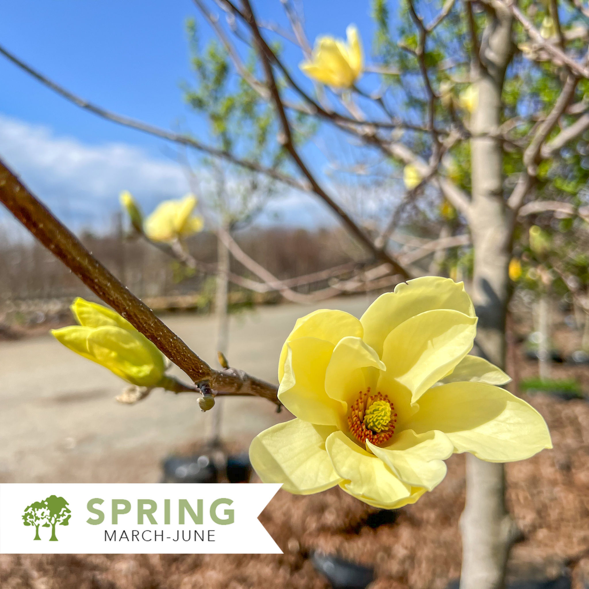 Butterflies Magnolia – Magnolia acuminata 'Butterflies'