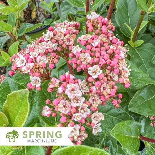 Viburnum Shades Of Pink