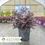 Thumbnail: Cerise Charm™ Loropetalum - Loropetalum chinense 'Kurobijin'