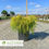 Thumbnail: Golden Mop Cypress - Chamaecyparis pisifera 'Golden Mop'