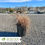 Thumbnail: Prairie Dropseed - Sporobolus heterolepis