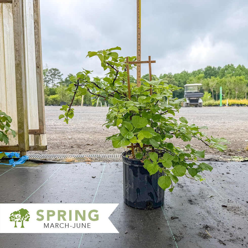 Thumbnail: Climbing Hydrangea - Hydrangea anomala petiolaris