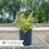 Thumbnail: Variegated Liriope-Liriope muscari 'Variegata'