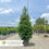 Thumbnail: Green Giant Arborvitae - Thuja plicata x standishii 'Green Giant'