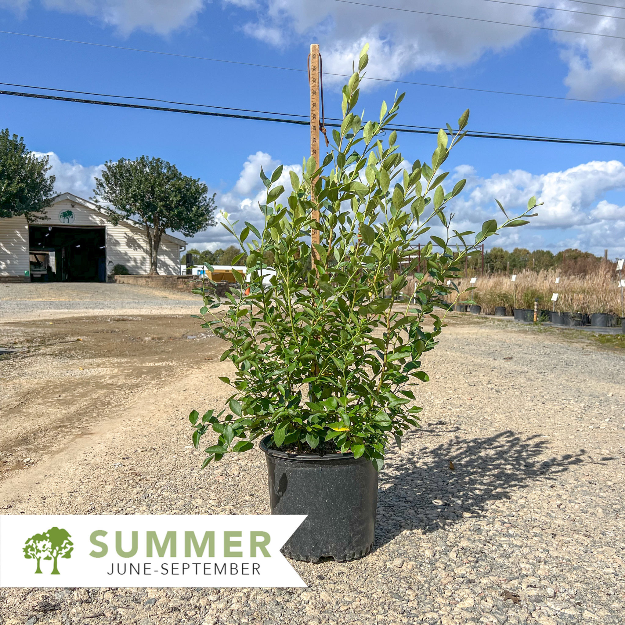 Powder Blue Blueberry Bush – Vaccinium ashei 'Powderblue'