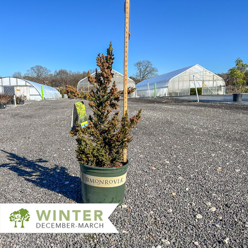 Black Dragon Cryptomeria - Cryptomeria japonica 'Black Dragon