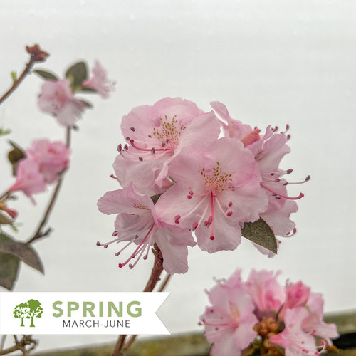 Bubblegum Rhododendron - Rhododendron x 'Bubblegum' | Shepherdssupply