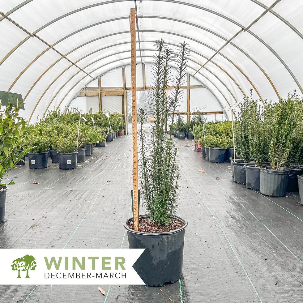 Thumbnail: Irish Yew - Taxus baccata 'Fastigiata'