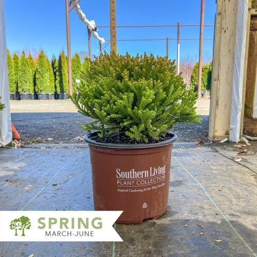 Dragon Prince™ Cryptomeria - Cryptomeria japonica 'Spg-3-014