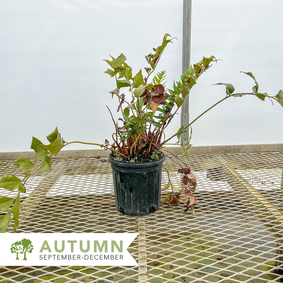 Thumbnail: Japanese Holly Fern - Cyrtomium falcatum 'Rochfordianum'