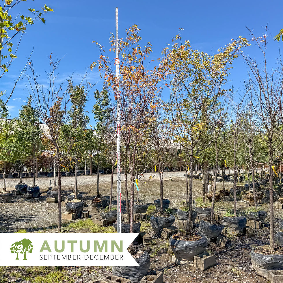 Thumbnail: Akebono Cherry - Prunus x yedoensis 'Akebono'