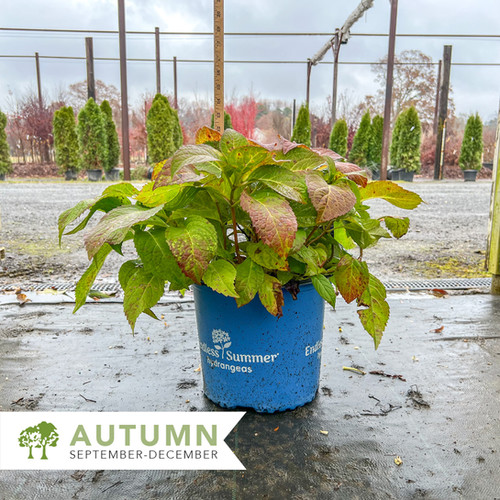 Endless Summer® 'The Original' Hydrangea - Hydrangea macrophylla