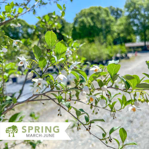 エバーフレッシュ 150cm 8号 S-shaped tree form エバーフレッシュ