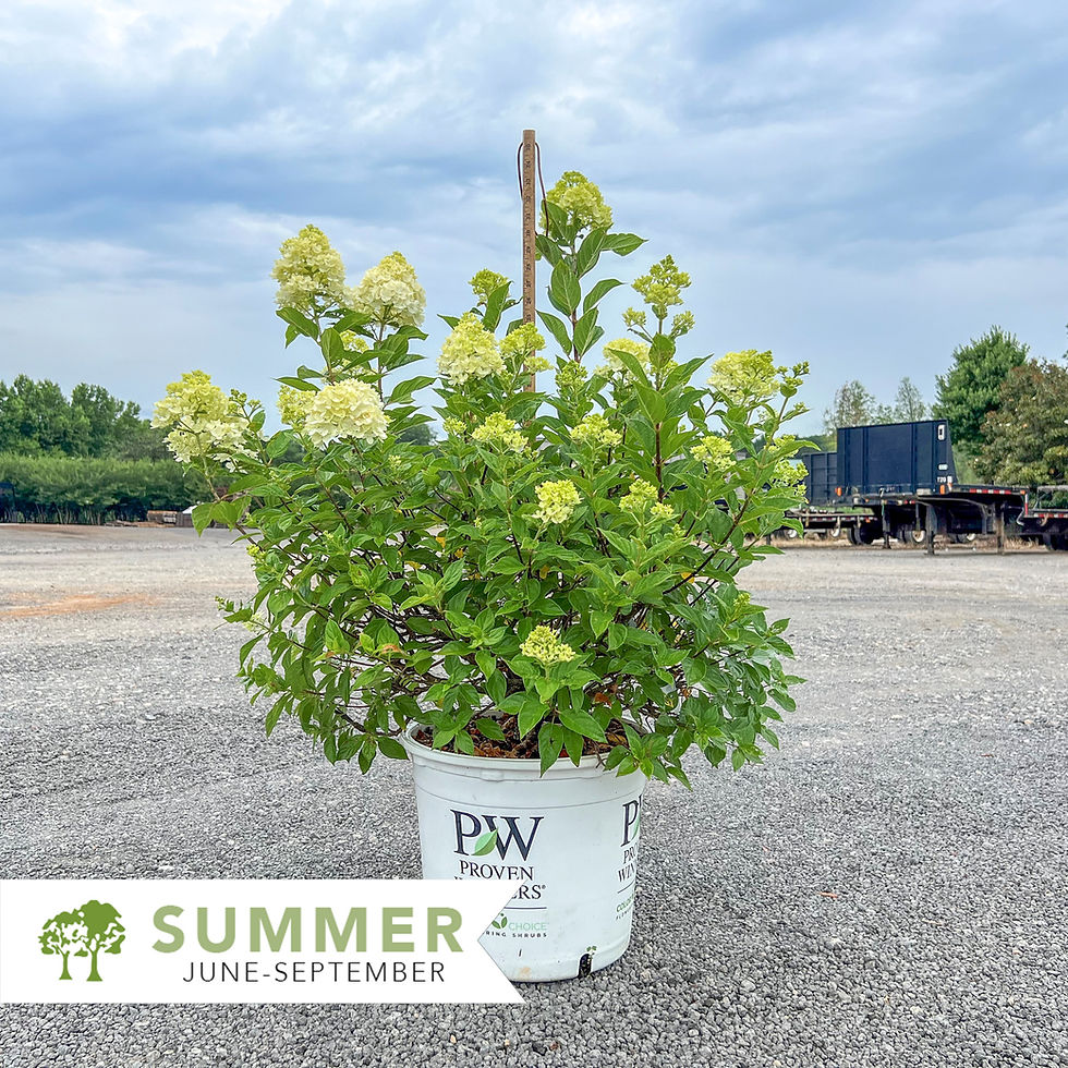 Thumbnail: Little Lime® Hydrangea - Hydrangea paniculata 'Jane'