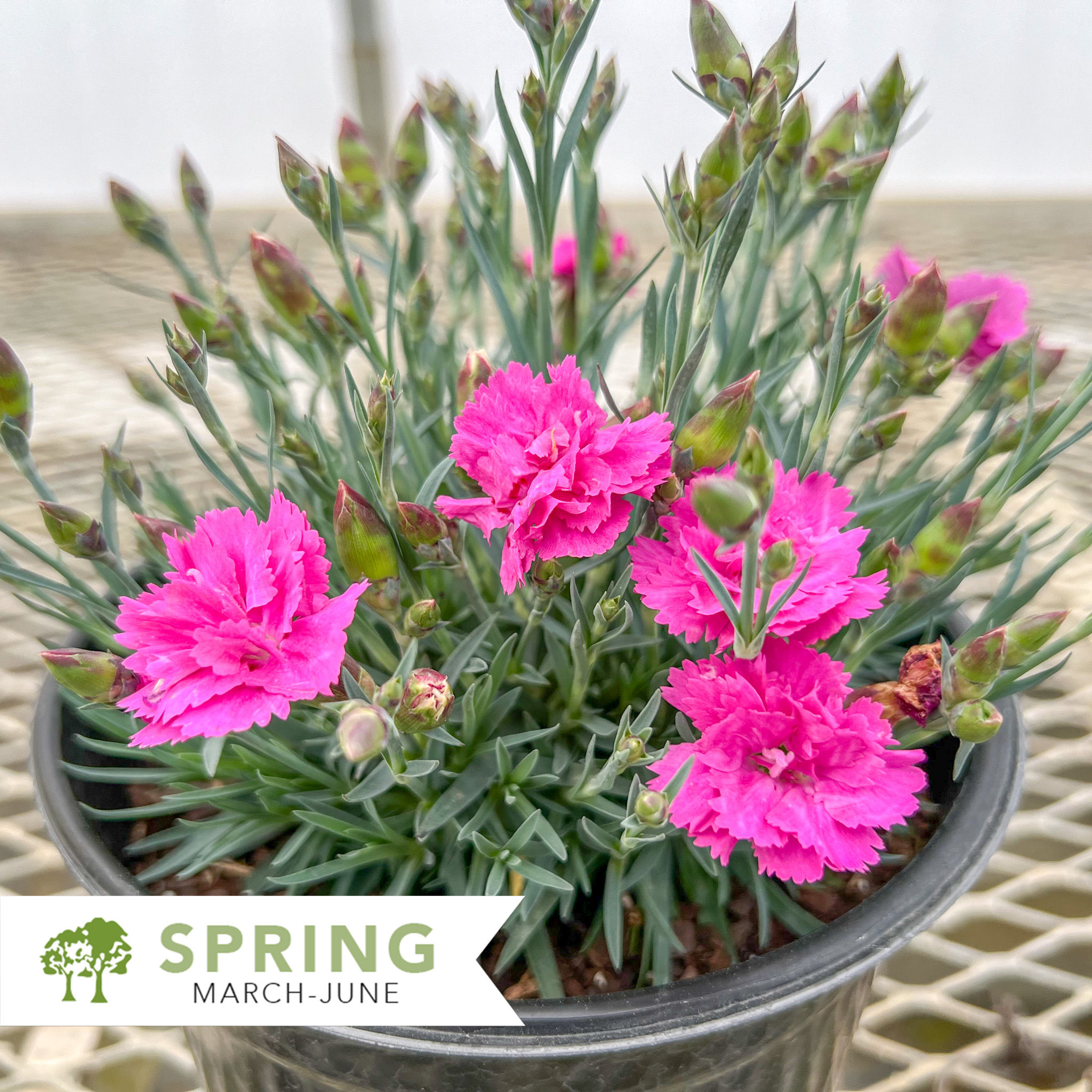 EverLast™ Orchid Dianthus – Dianthus x 'KLEDG10119'