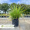 Thumbnail: Creeping Liriope - Liriope spicata