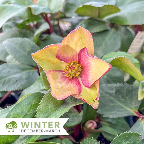 roses0331 ★ Ice N' Roses® Rosado Lenten Rose – Helleborus x glandorfensis