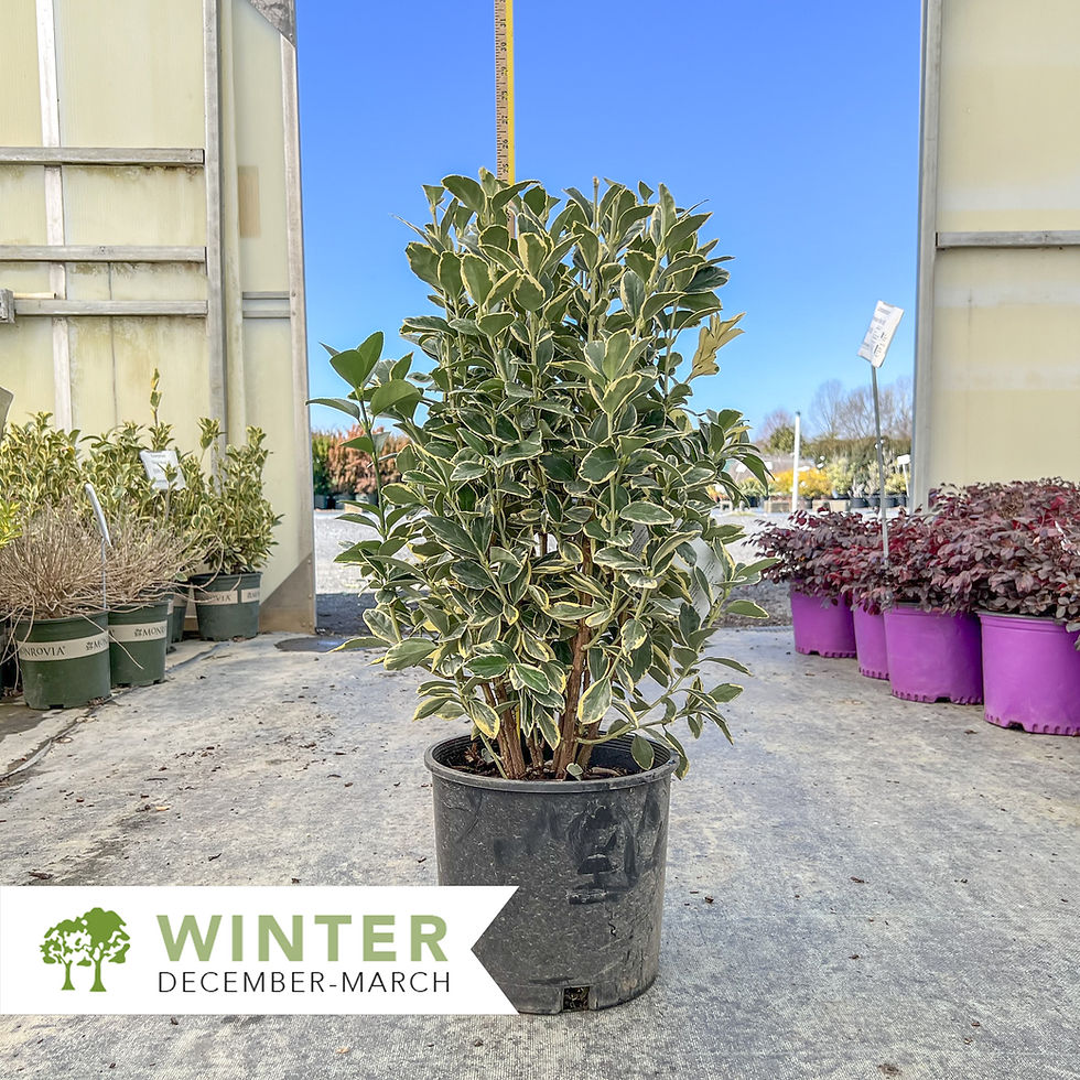 Thumbnail: Silver King Euonymus - Euonymus japonicus 'Silver King'